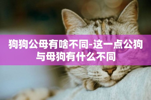 狗狗公母有啥不同-這一點公狗與母狗有什么不同