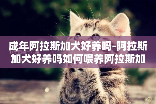 成年阿拉斯加犬好養嗎-阿拉斯加犬好養嗎如何喂養阿拉斯加