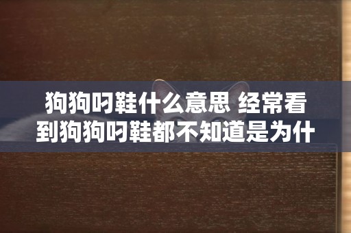 狗狗叼鞋什么意思 經常看到狗狗叼鞋都不知道是為什么吧