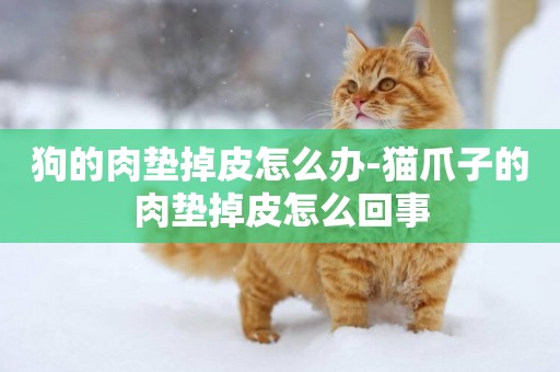 狗的肉墊掉皮怎么辦-貓爪子的肉墊掉皮怎么回事