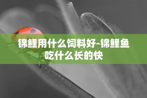 錦鯉用什么飼料好-錦鯉魚吃什么長的快