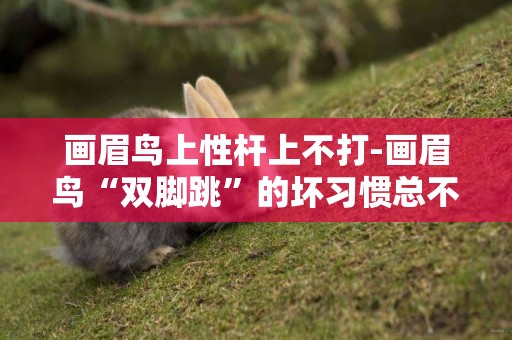 畫眉鳥上性桿上不打-畫眉鳥“雙腳跳”的壞習慣總不好