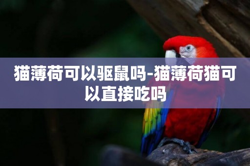 貓薄荷可以驅鼠嗎-貓薄荷貓可以直接吃嗎
