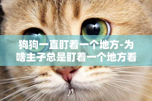 狗狗一直盯著一個地方-為啥主子總是盯著一個地方看