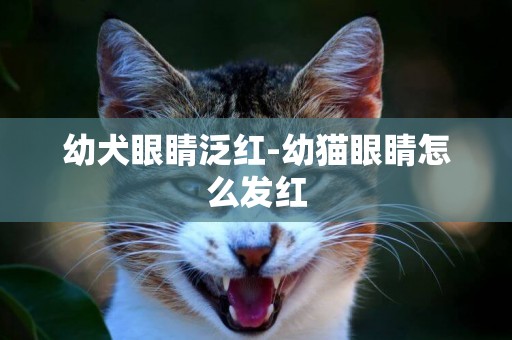 幼犬眼睛泛紅-幼貓眼睛怎么發紅