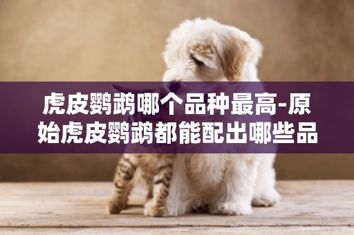 虎皮鸚鵡哪個品種最高-原始虎皮鸚鵡都能配出哪些品種呢