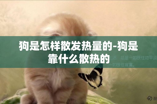 狗是怎樣散發熱量的-狗是靠什么散熱的