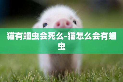 貓有蛔蟲會死么-貓怎么會有蛔蟲