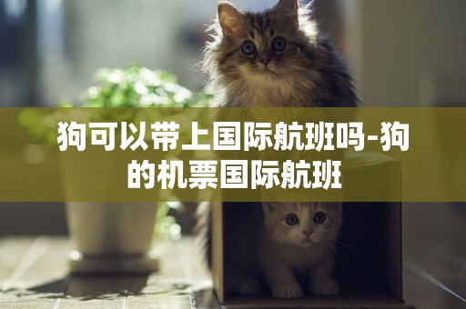 狗可以帶上國際航班嗎-狗的機票國際航班