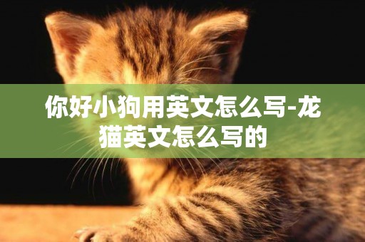 你好小狗用英文怎么寫-龍貓英文怎么寫的
