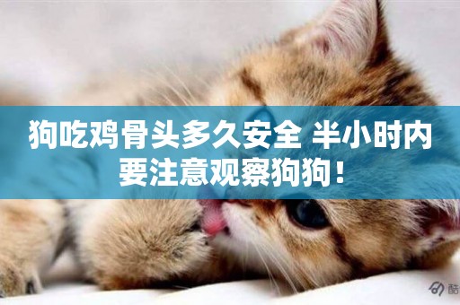 狗吃雞骨頭多久安全 半小時內要注意觀察狗狗！