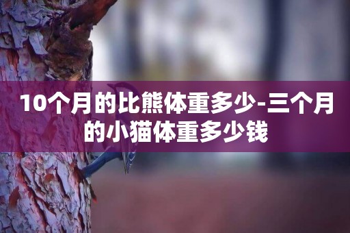 10個月的比熊體重多少-三個月的小貓體重多少錢