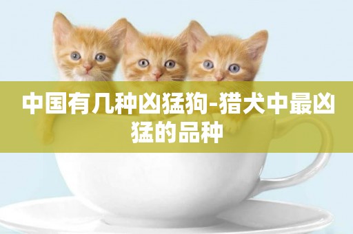 中國有幾種兇猛狗-獵犬中最兇猛的品種
