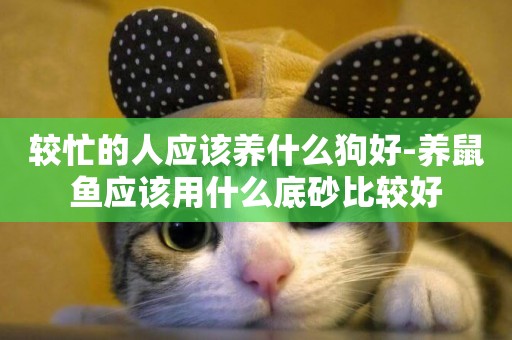 較忙的人應該養什么狗好-養鼠魚應該用什么底砂比較好