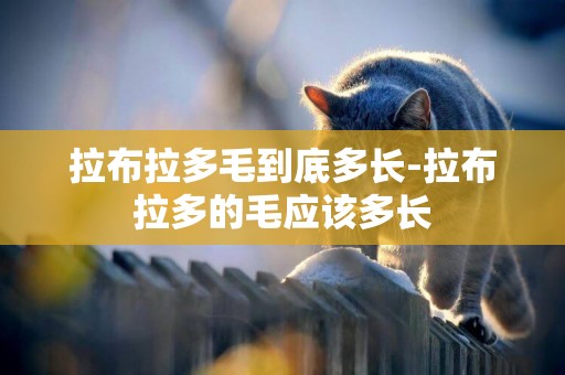 拉布拉多毛到底多長-拉布拉多的毛應該多長