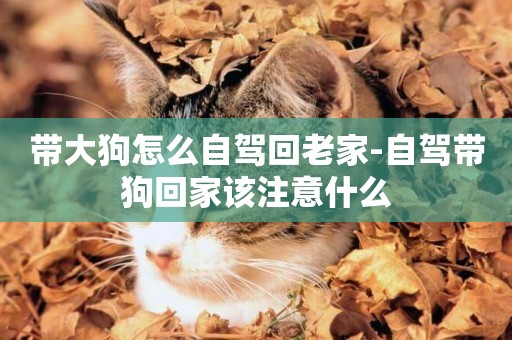 帶大狗怎么自駕回老家-自駕帶狗回家該注意什么