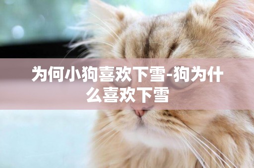 為何小狗喜歡下雪-狗為什么喜歡下雪