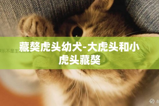 藏獒虎頭幼犬-大虎頭和小虎頭藏獒
