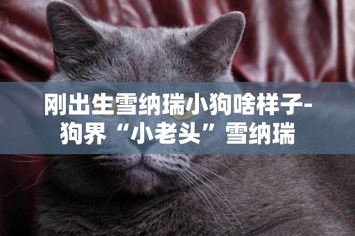 剛出生雪納瑞小狗啥樣子-狗界“小老頭”雪納瑞