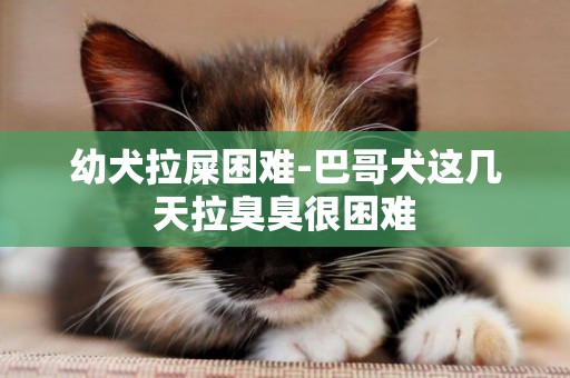 幼犬拉屎困難-巴哥犬這幾天拉臭臭很困難