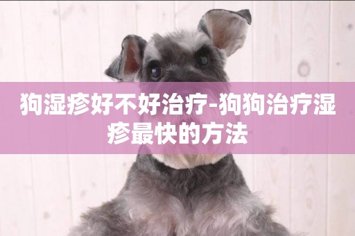 狗濕疹好不好治療-狗狗治療濕疹最快的方法