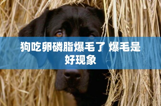 狗吃卵磷脂爆毛了 爆毛是好現象