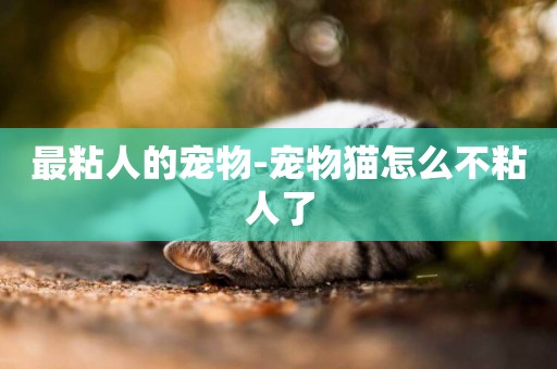 最粘人的寵物-寵物貓怎么不粘人了