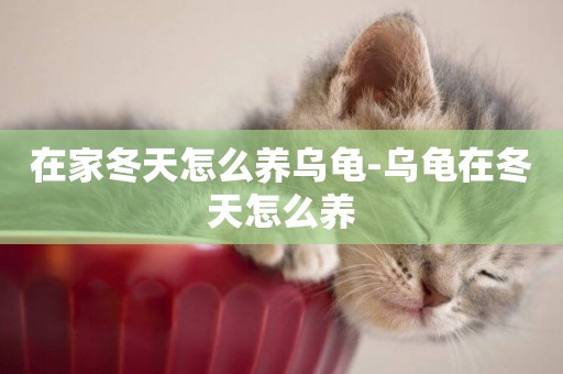 在家冬天怎么養烏龜-烏龜在冬天怎么養