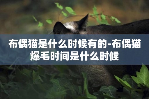 布偶貓是什么時候有的-布偶貓爆毛時間是什么時候