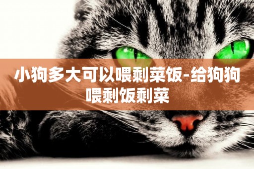 小狗多大可以喂剩菜飯-給狗狗喂剩飯剩菜