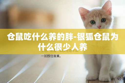 倉鼠吃什么養的胖-銀狐倉鼠為什么很少人養