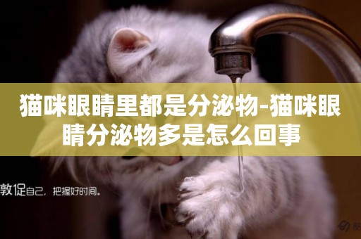 貓咪眼睛里都是分泌物-貓咪眼睛分泌物多是怎么回事