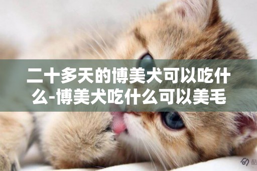 二十多天的博美犬可以吃什么-博美犬吃什么可以美毛