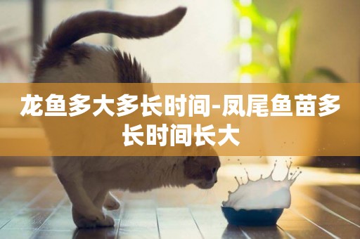 龍魚多大多長時間-鳳尾魚苗多長時間長大
