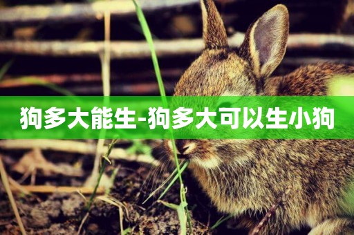 狗多大能生-狗多大可以生小狗