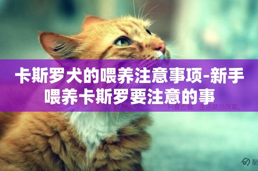 卡斯羅犬的喂養注意事項-新手喂養卡斯羅要注意的事