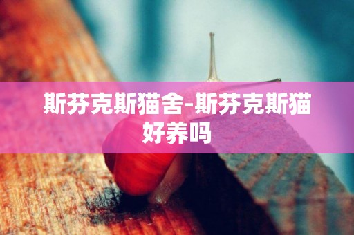 斯芬克斯貓舍-斯芬克斯貓好養嗎