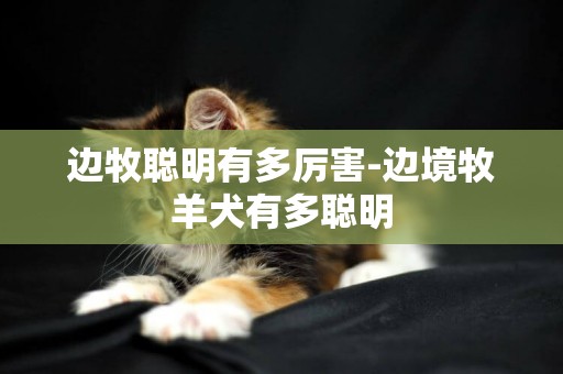 邊牧聰明有多厲害-邊境牧羊犬有多聰明