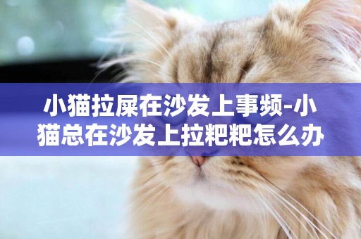 小貓拉屎在沙發上事頻-小貓總在沙發上拉粑粑怎么辦