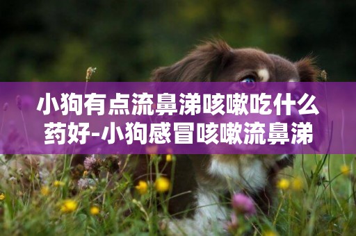 小狗有點流鼻涕咳嗽吃什么藥好-小狗感冒咳嗽流鼻涕咳嗽吃什么藥