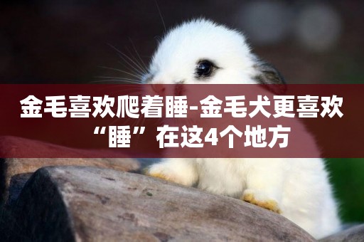 金毛喜歡爬著睡-金毛犬更喜歡“睡”在這4個地方