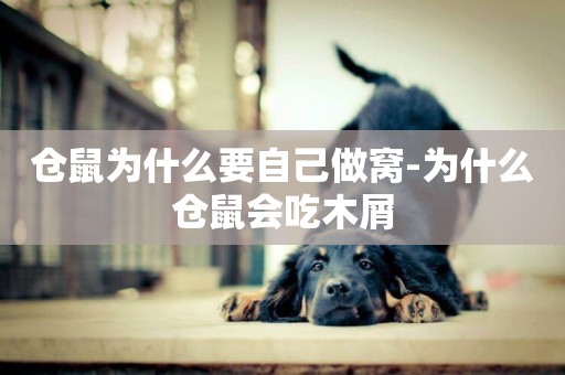 倉鼠為什么要自己做窩-為什么倉鼠會吃木屑