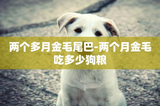 兩個多月金毛尾巴-兩個月金毛吃多少狗糧