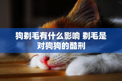 狗剃毛有什么影響 剃毛是對狗狗的酷刑