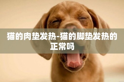貓的肉墊發熱-貓的腳墊發熱的正常嗎