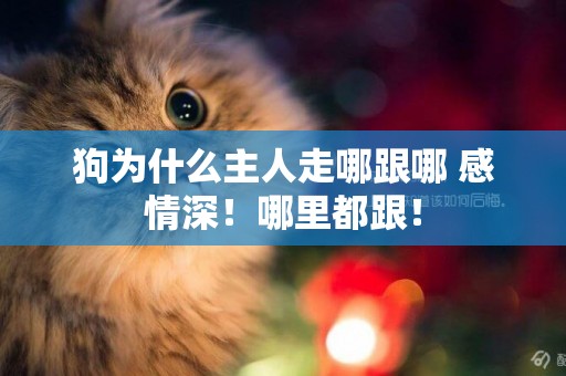 狗為什么主人走哪跟哪 感情深！哪里都跟！