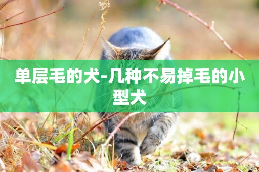 單層毛的犬-幾種不易掉毛的小型犬