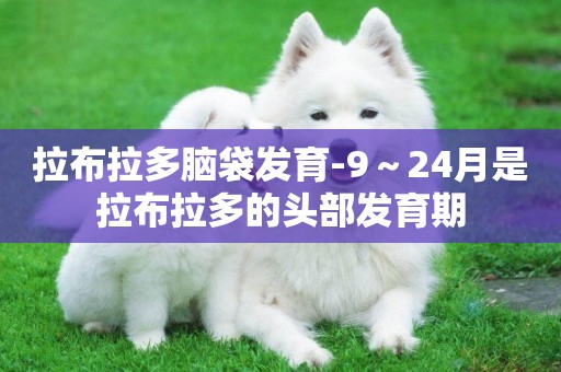 拉布拉多腦袋發育-9～24月是拉布拉多的頭部發育期
