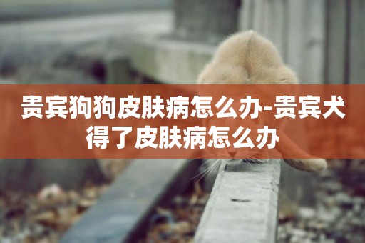貴賓狗狗皮膚病怎么辦-貴賓犬得了皮膚病怎么辦