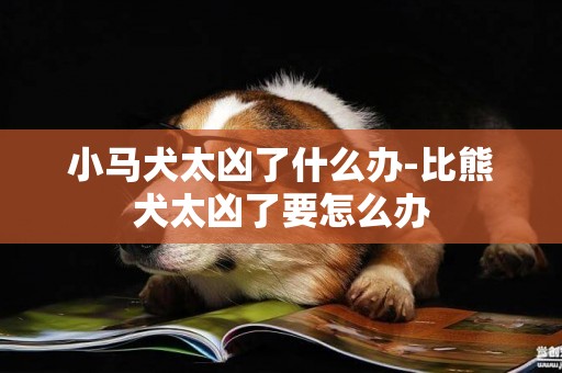 小馬犬太兇了什么辦-比熊犬太兇了要怎么辦